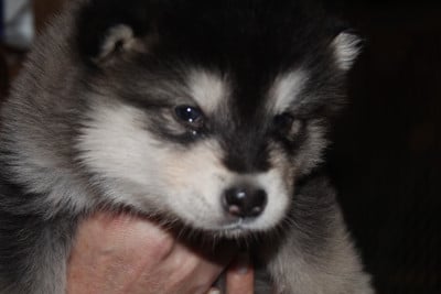 Les chiots de Alaskan Malamute