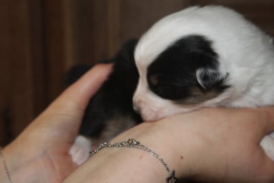 Les chiots de Berger Australien