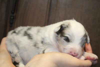 Les chiots de Berger Australien