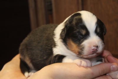 Les chiots de Berger Australien