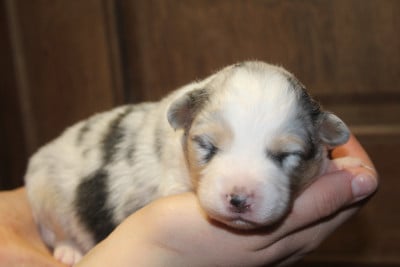 Les chiots de Berger Australien
