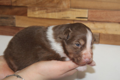 Les chiots de Berger Australien