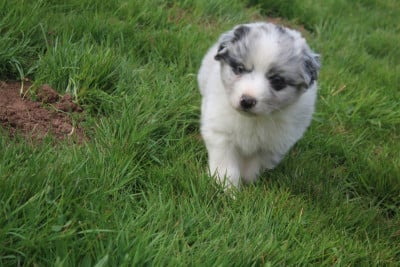 Les chiots de Berger Australien