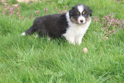 Les chiots de Berger Australien