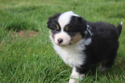 Les chiots de Berger Australien
