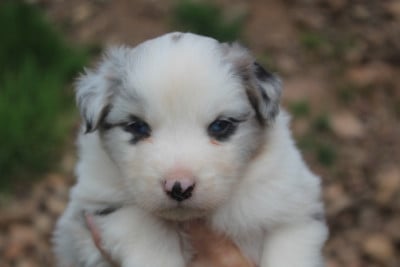 Chiot N°2 - Berger Australien
