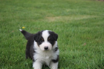 Chiot N°3 - Berger Australien