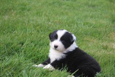 Chiot N°4 - Berger Australien