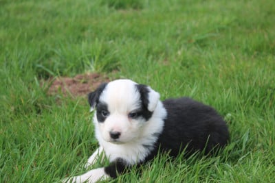 Chiot N°5 - Berger Australien