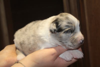 Chiot N°6 - Berger Australien