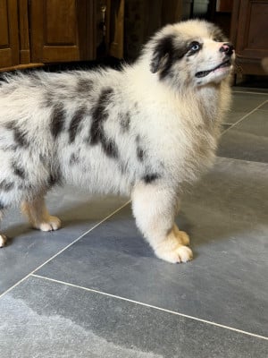 Les chiots de Berger Australien