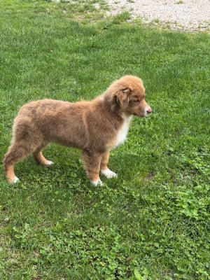 Les chiots de Berger Australien