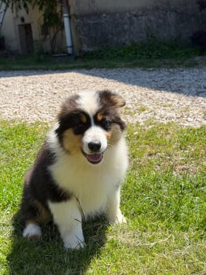 Les chiots de Berger Australien