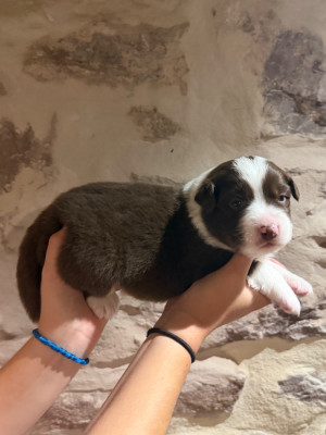Les chiots de Berger Australien