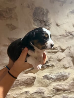 Les chiots de Berger Australien