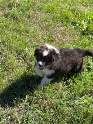 Les chiots de Berger Australien