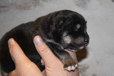 Les chiots de Alaskan Malamute