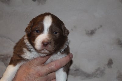 Les chiots de Berger Australien