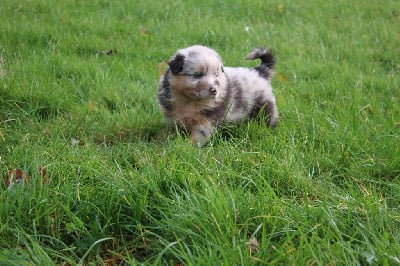 Les chiots de Berger Australien