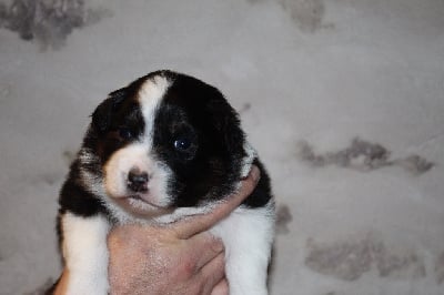 Les chiots de Berger Australien