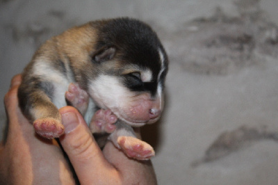 Les chiots de Alaskan Malamute