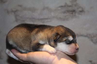 Les chiots de Alaskan Malamute