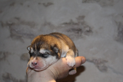 Les chiots de Alaskan Malamute