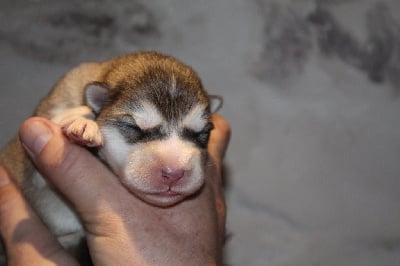 Les chiots de Alaskan Malamute