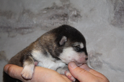 Les chiots de Alaskan Malamute
