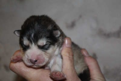 Les chiots de Alaskan Malamute