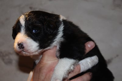 Les chiots de Berger Australien