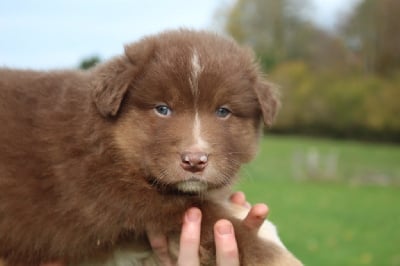 Les chiots de Berger Australien