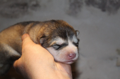 Les chiots de Alaskan Malamute