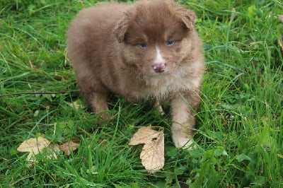 Les chiots de Berger Australien