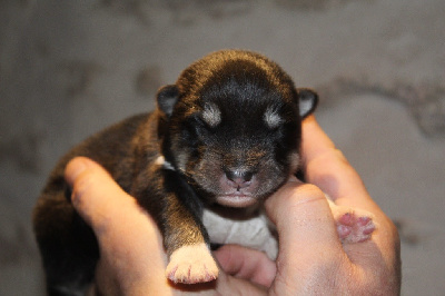 Les chiots de Alaskan Malamute