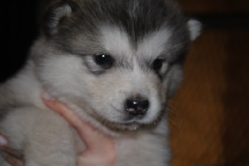 Alaskan Malamute - Royal Fluffy