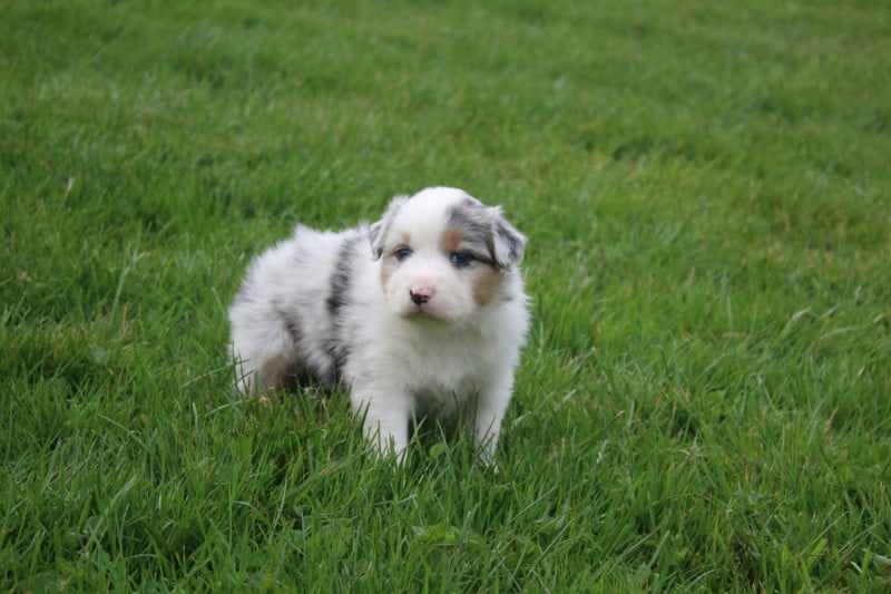 Berger Australien - Royal Fluffy
