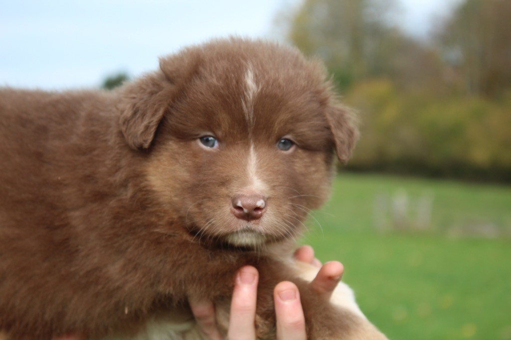 Berger Australien - Royal Fluffy