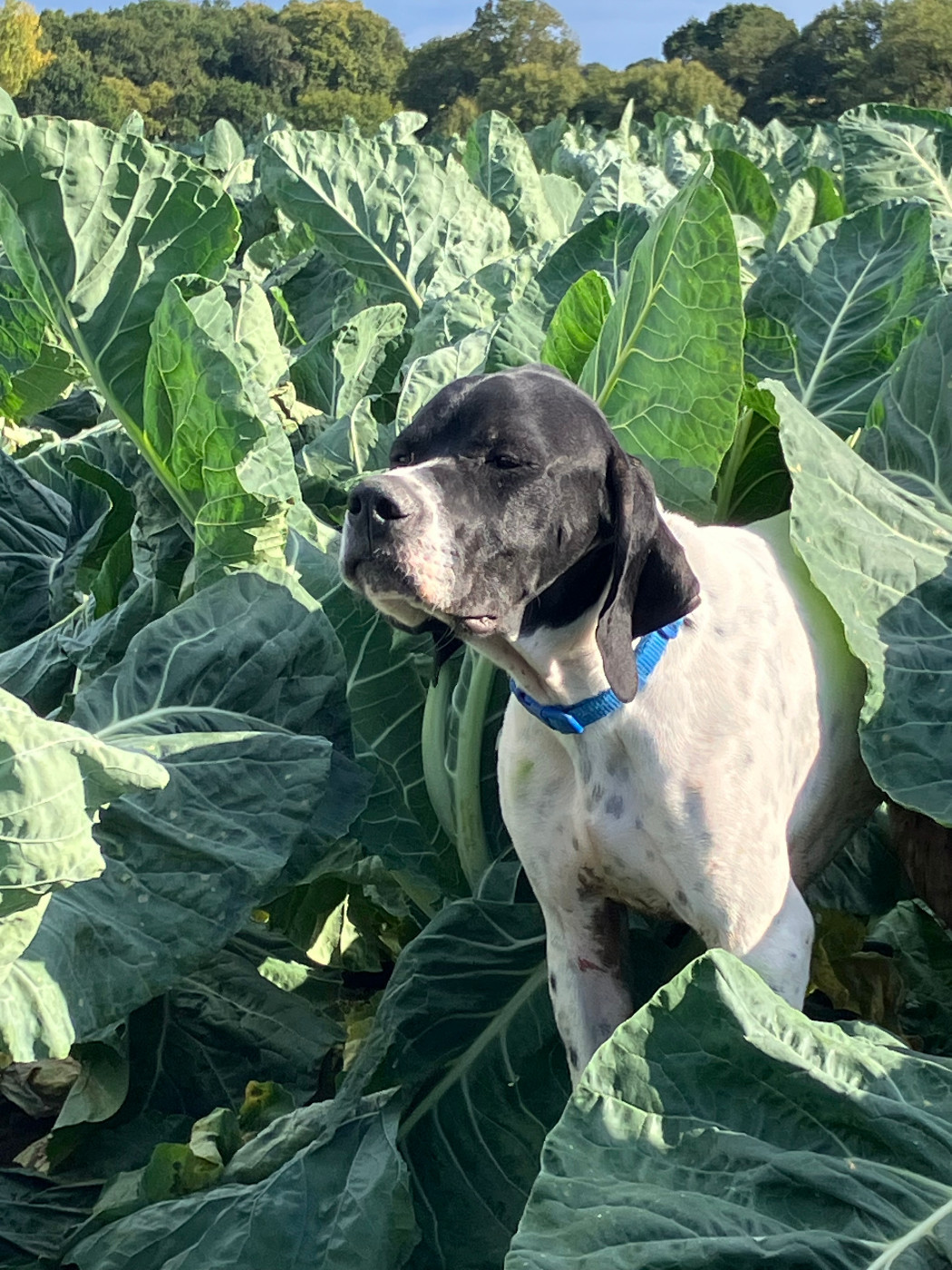 Publication : De La Rance Emeraude