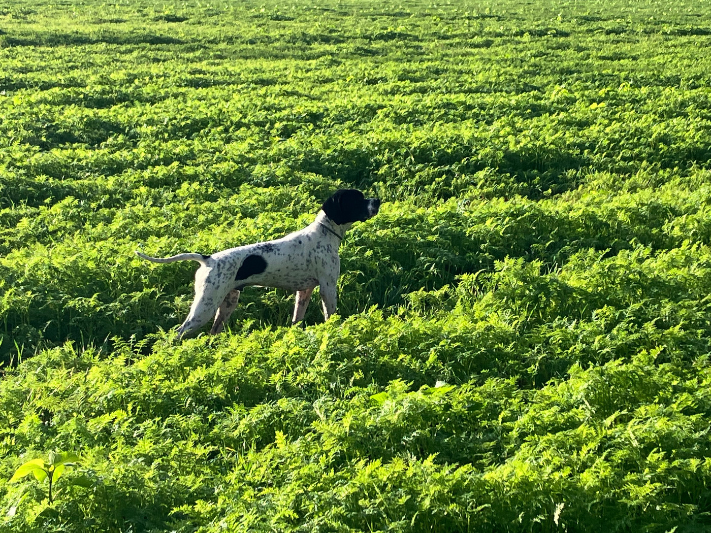 Publication : De La Rance Emeraude