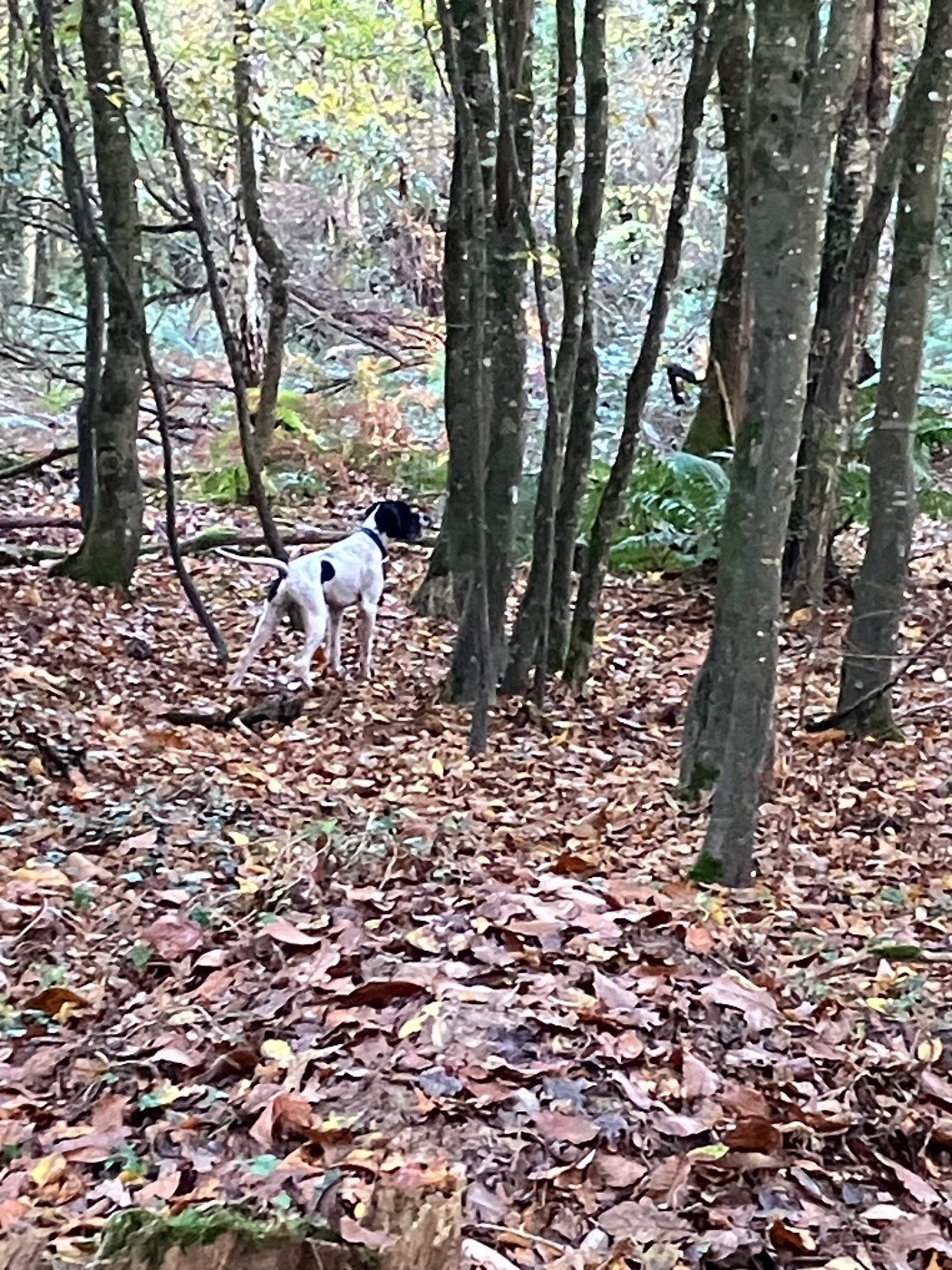 Publication : De La Rance Emeraude