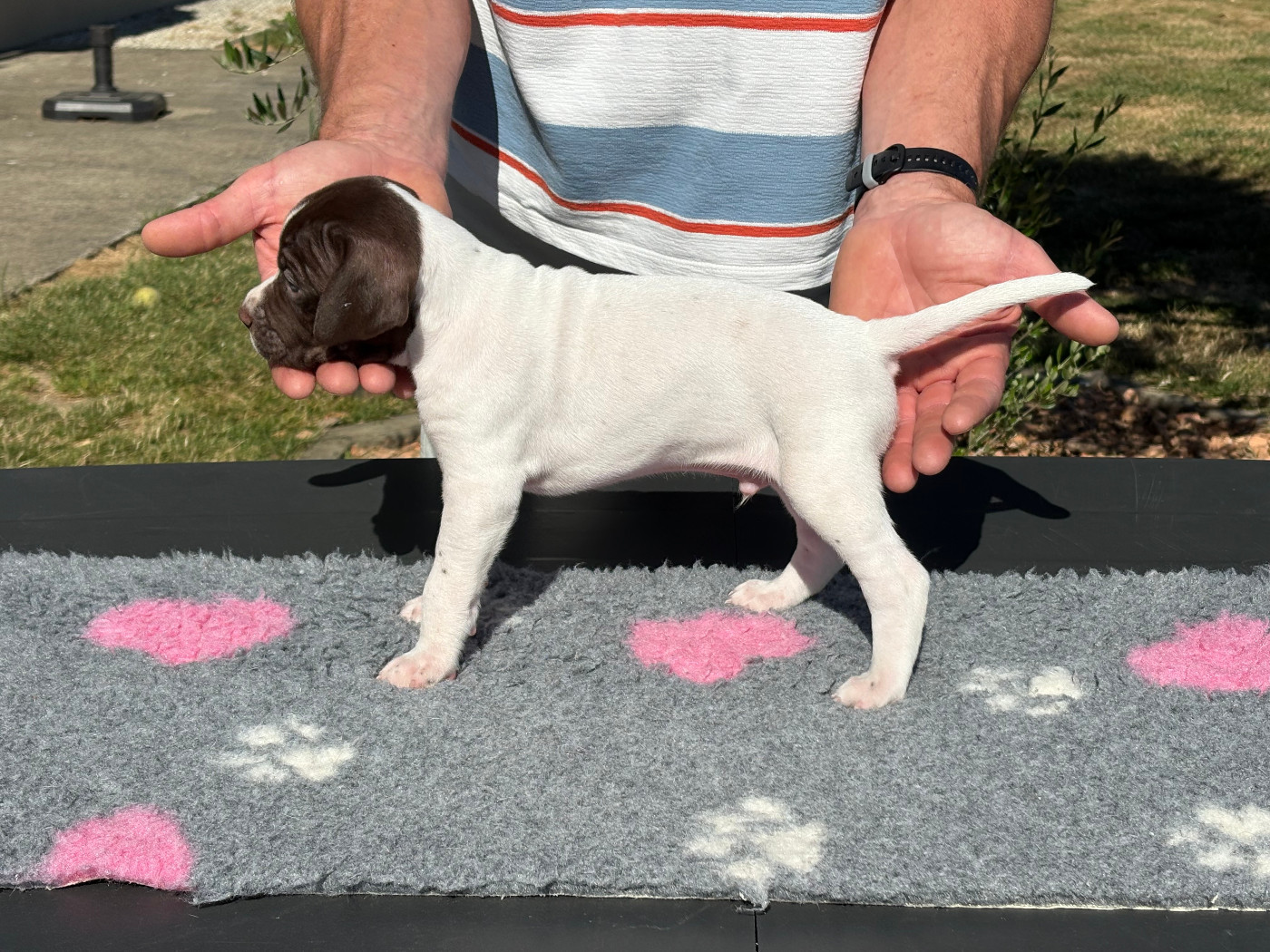 CHIOT 4