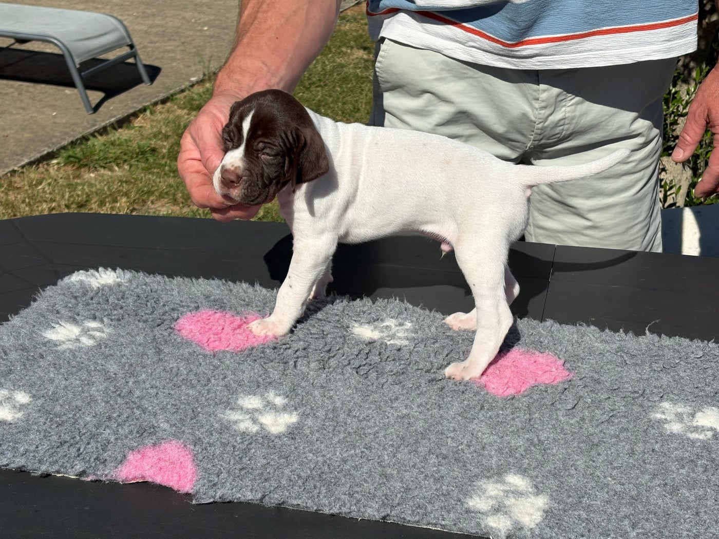 CHIOT 4
