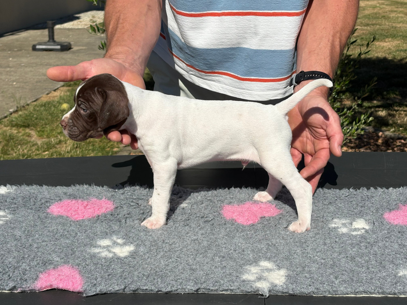 CHIOT 4