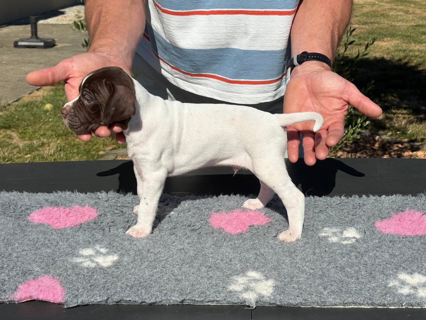 CHIOT 4
