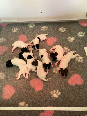 Les chiots de Pointer