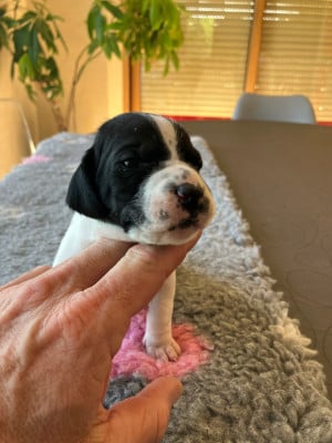 Les chiots de Pointer