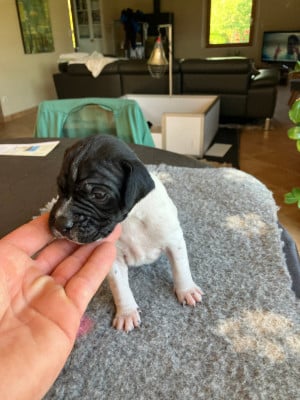 Les chiots de Pointer
