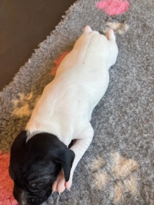Les chiots de Pointer