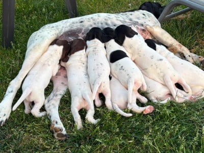 Les chiots de Pointer